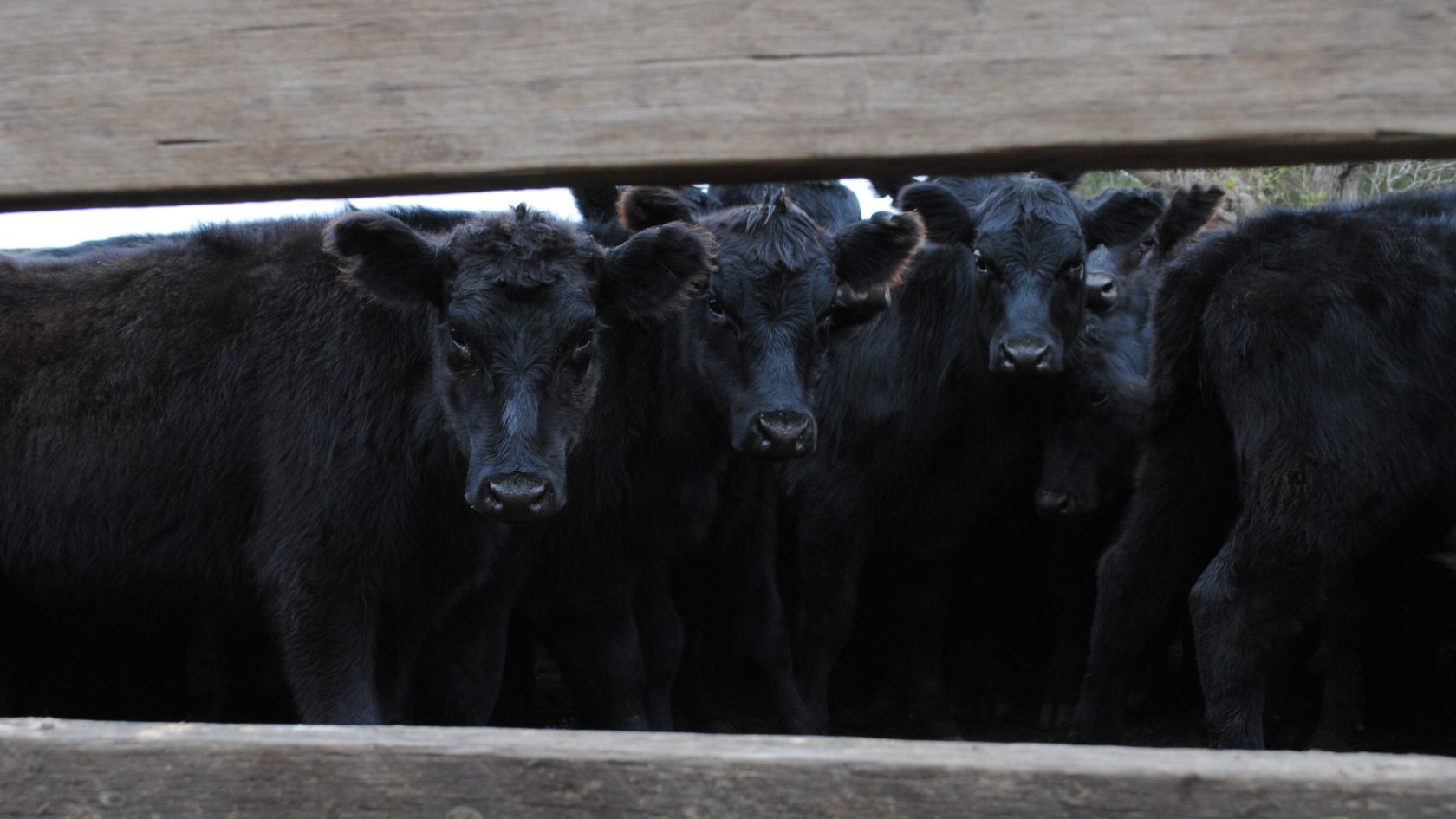 Cattle behind a fence