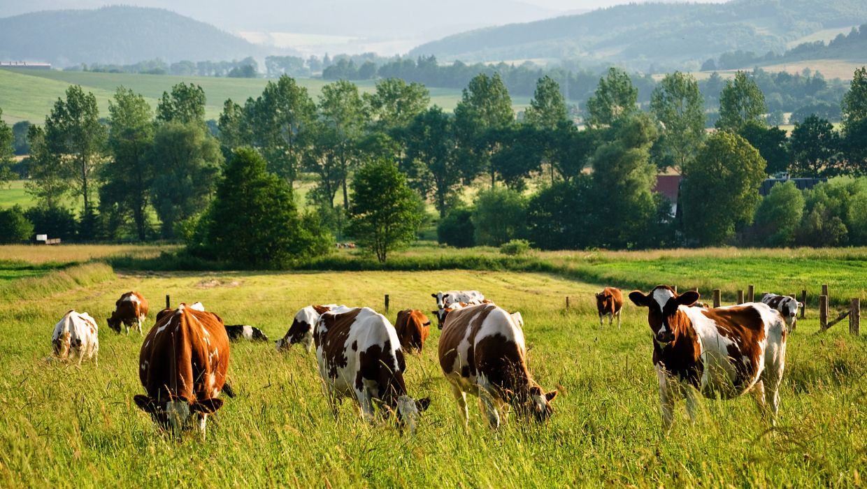 Cows in a field