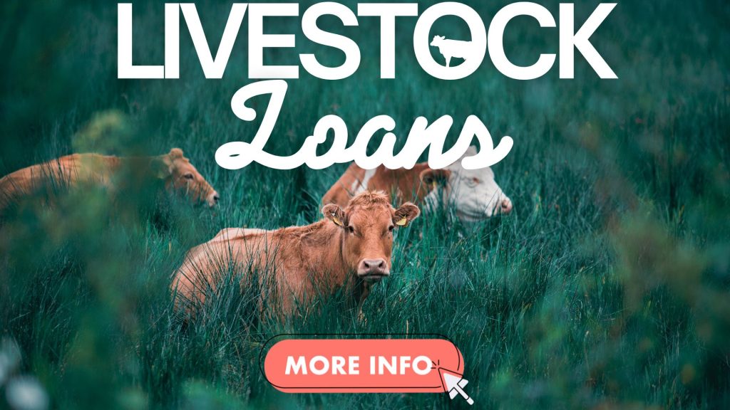 3 cows in a field promoting livestock loans